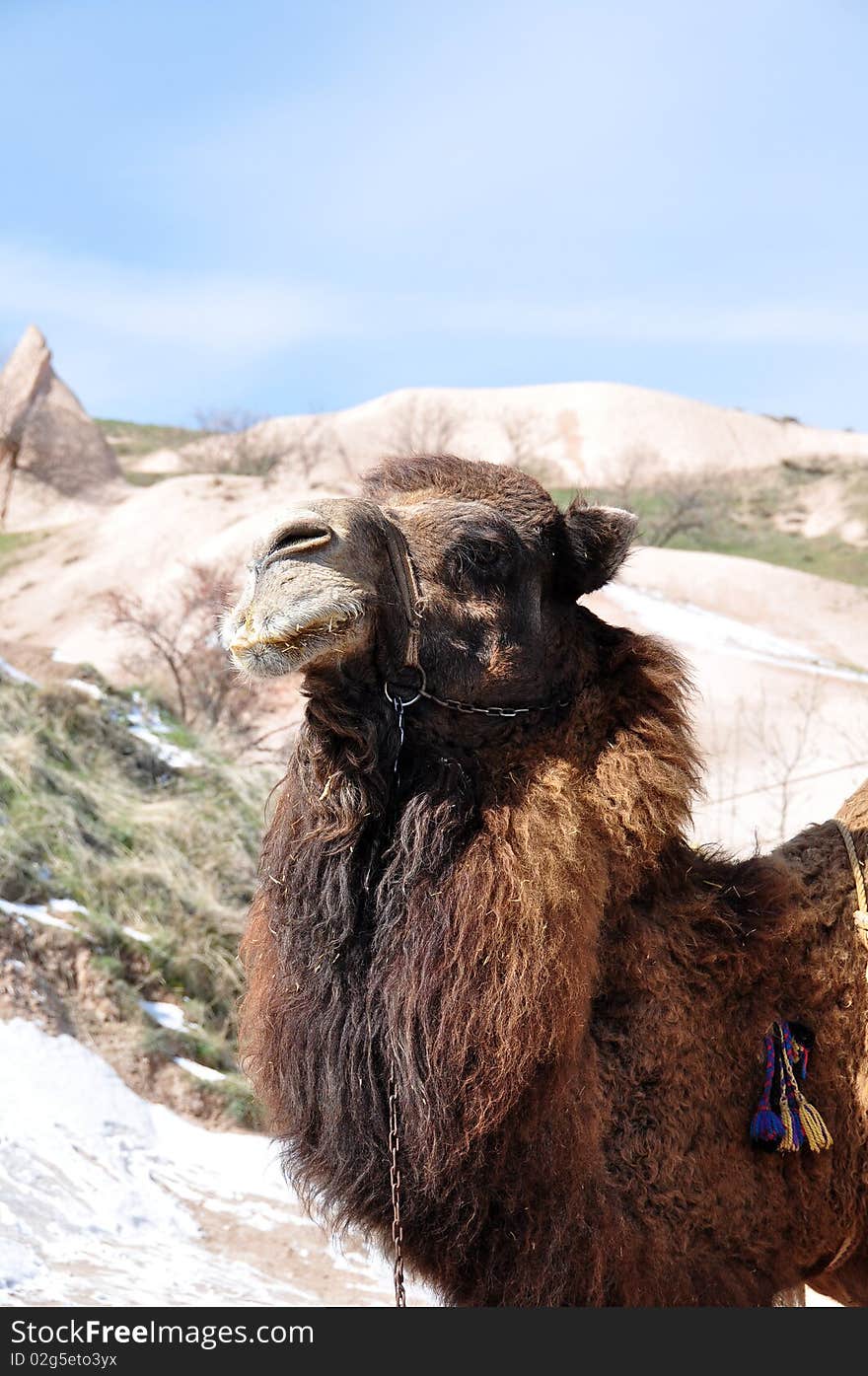 Camel in in Turkey