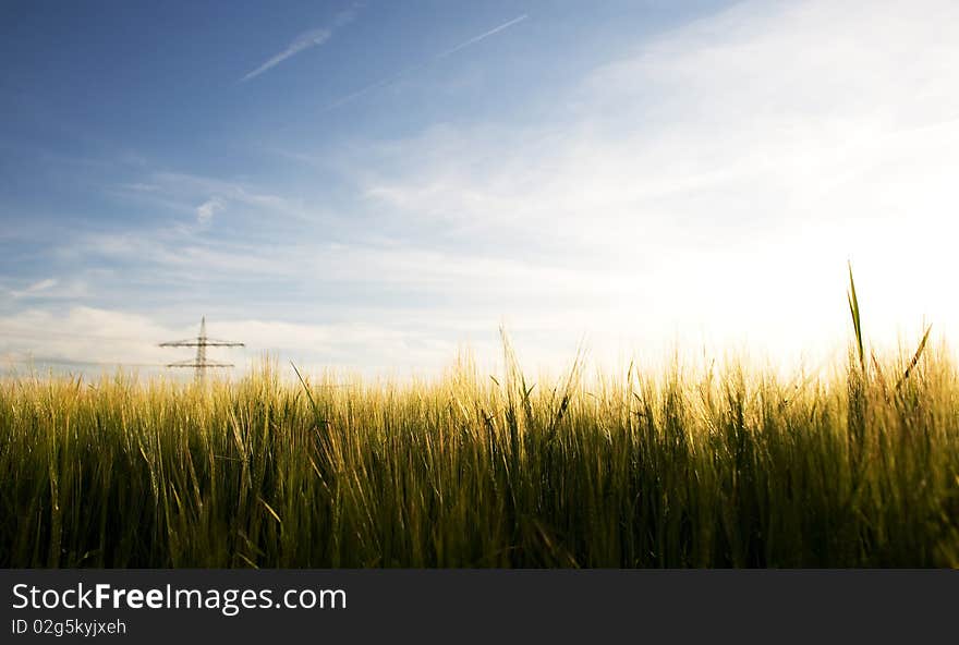 Cornfield