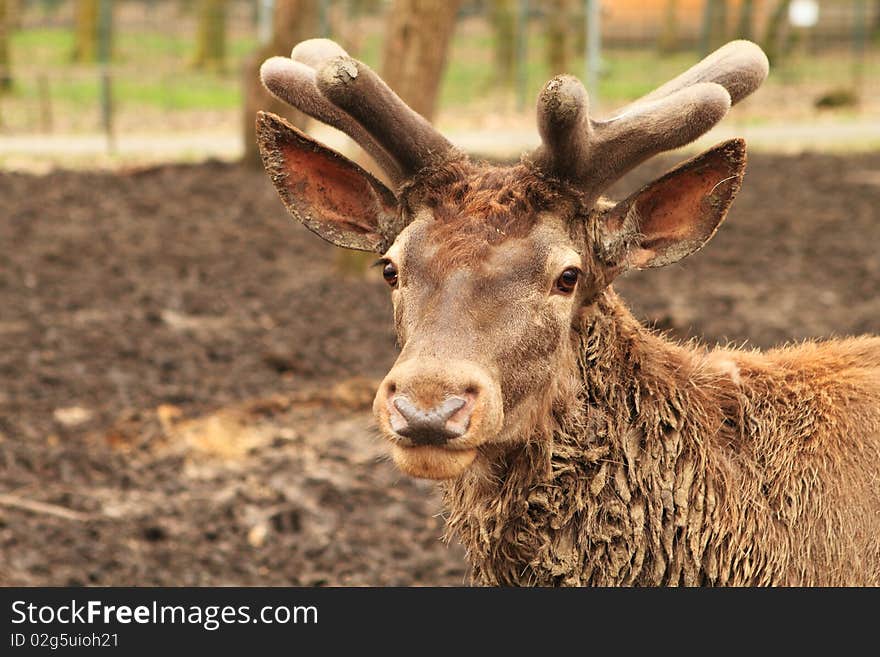 Zoo - deer portrait