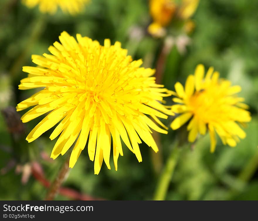 Dandelion