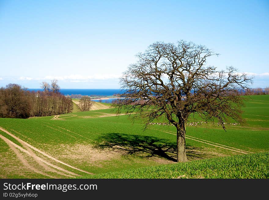 Green meadow near baltic sea