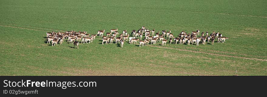 A herd of deers in a green meadow