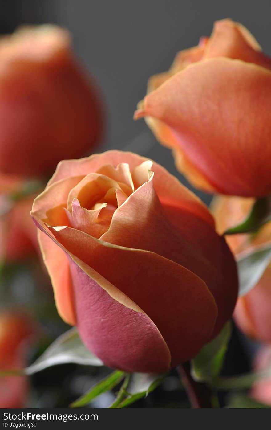 Bunch of Yellow roses on the black