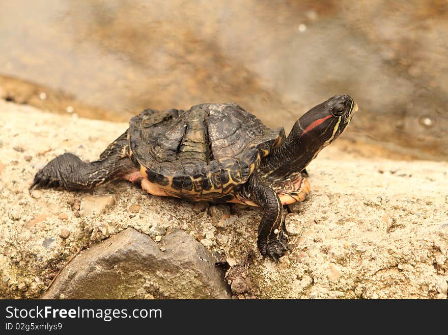 Cute turtle relaxing in zoo. Cute turtle relaxing in zoo