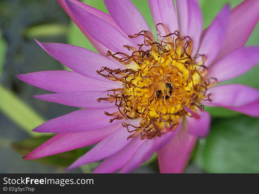 Water Lilly in Bangkok-Thailand. Water Lilly in Bangkok-Thailand