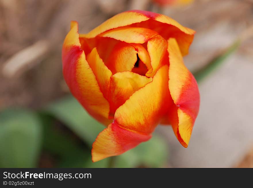 A tulip during the start of spring