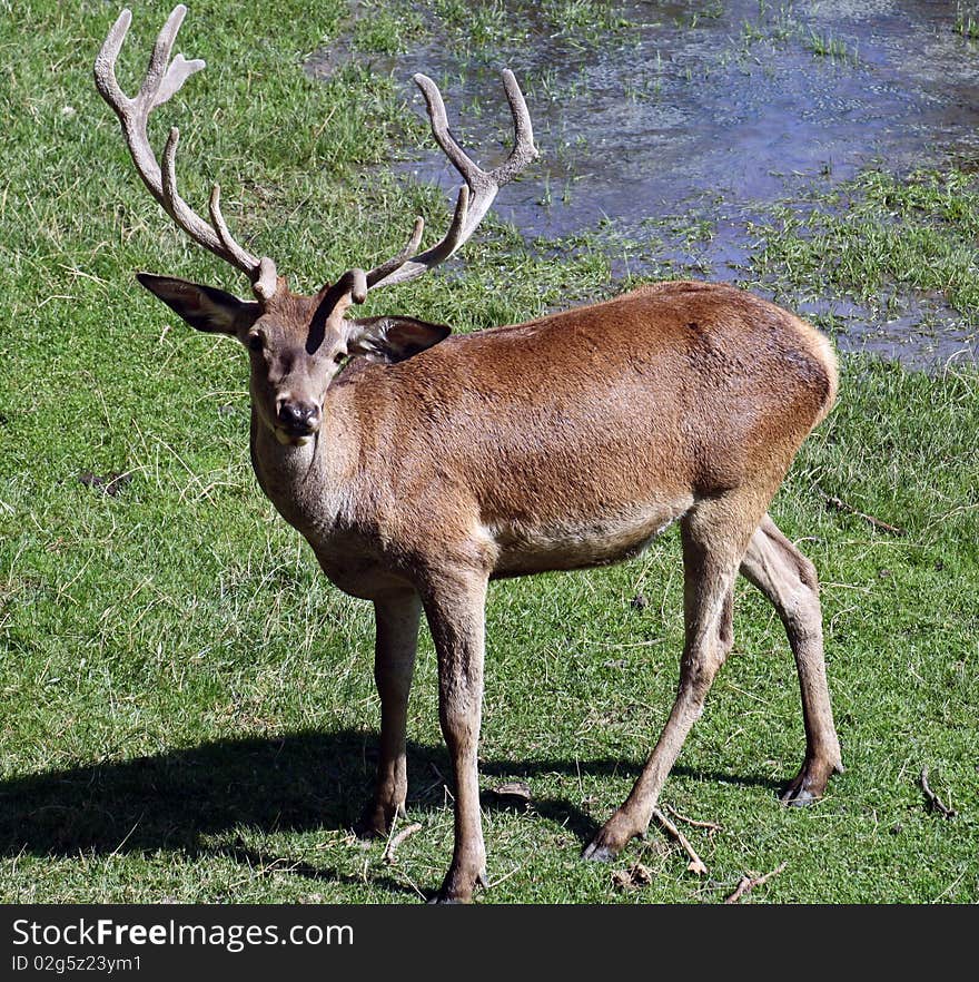 Deer belonging to the zoo of Pamplona of The Taconera, Navarra, Spain. Deer belonging to the zoo of Pamplona of The Taconera, Navarra, Spain.