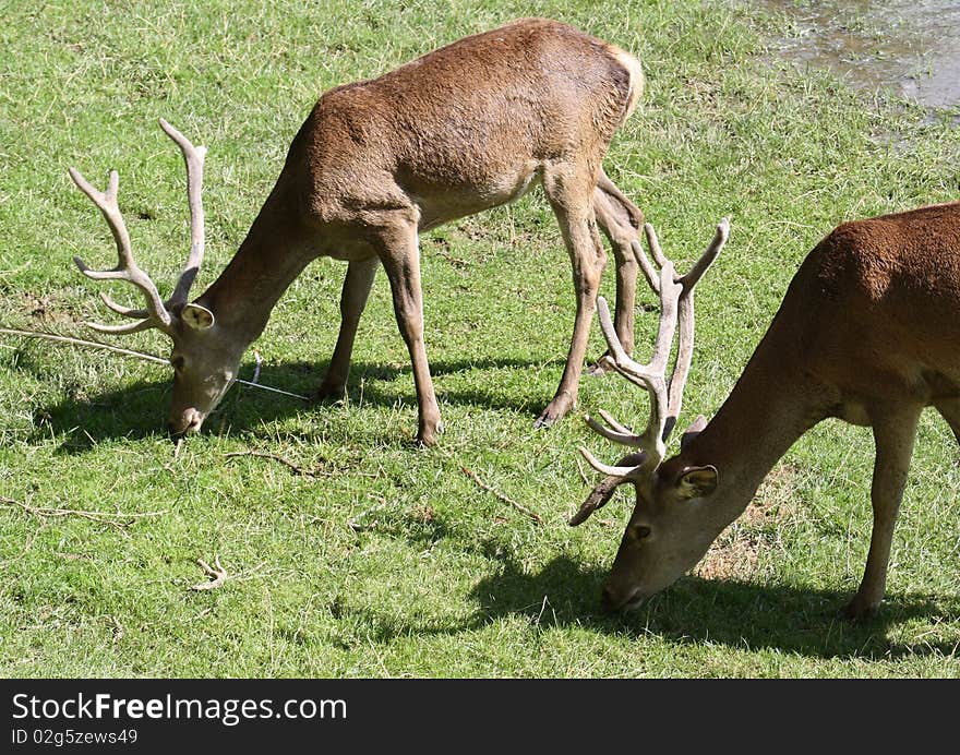 Two Adult Deer Male Grazing.