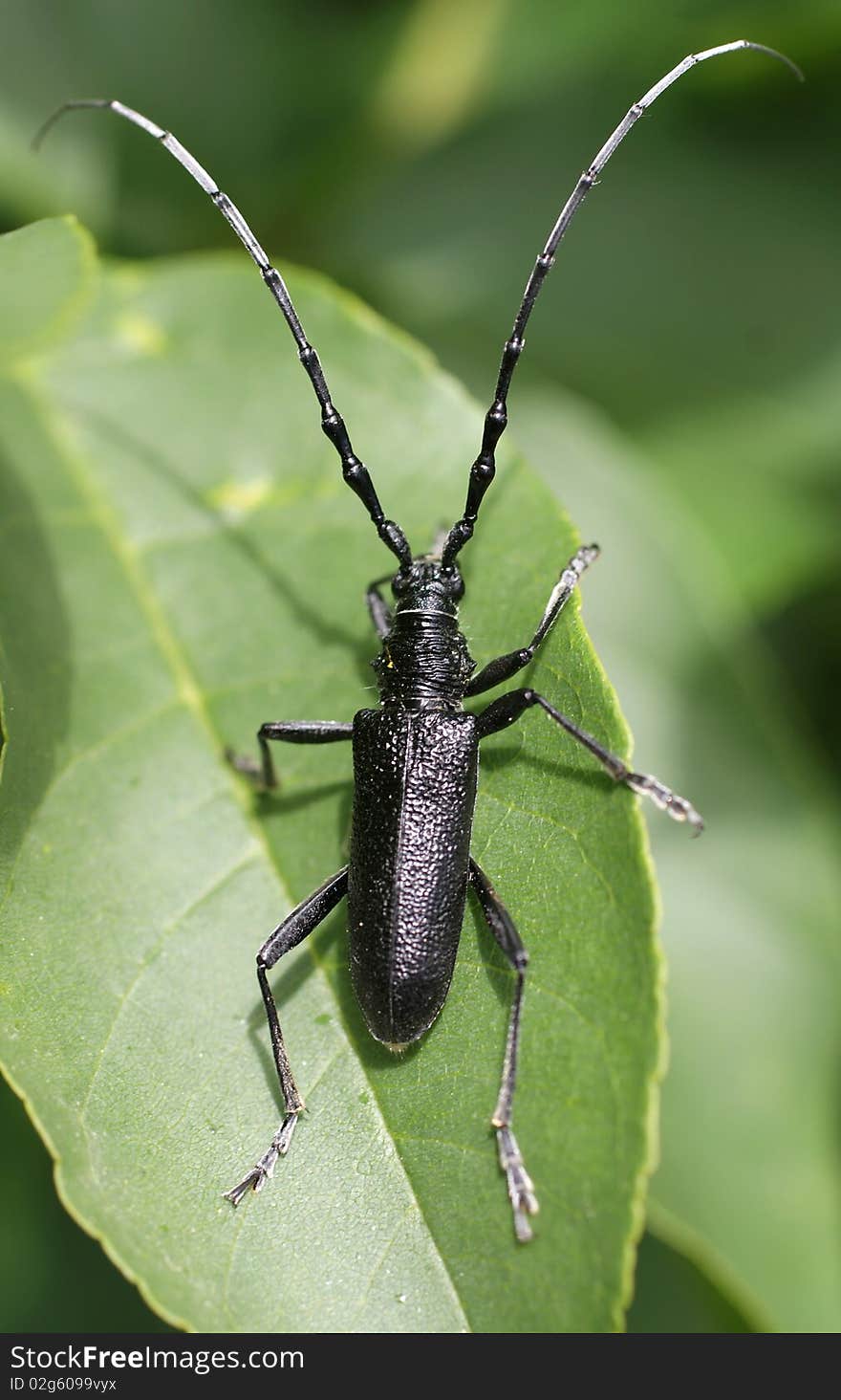 Black Bug(cerambyx Cerdo)on A Letter