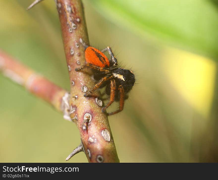 Red jump spider (philaens chrisops)to be on the alert,on rose(rosa pendulina). Red jump spider (philaens chrisops)to be on the alert,on rose(rosa pendulina)