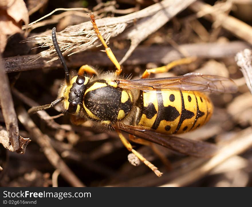 German wasp (paravespula germanica) macro