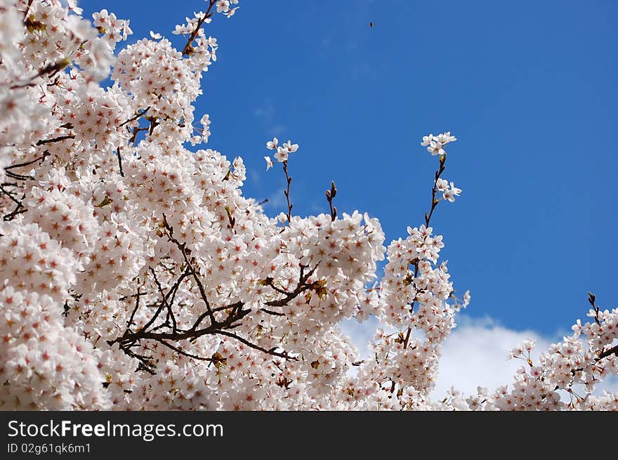 A tree during the start of spring