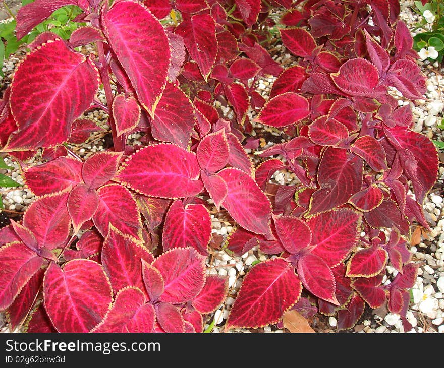 Beautiful red flowers