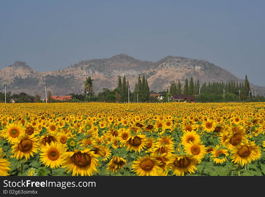 Sunflower