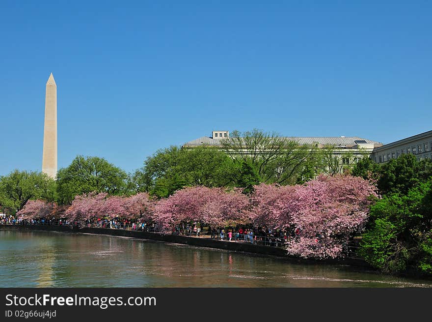 The Washington Monument on a beautiful spring day with the Cherry Blossoms in bloom