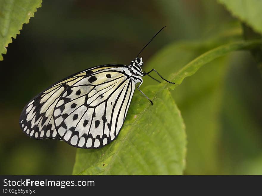 Paper kite butterfly