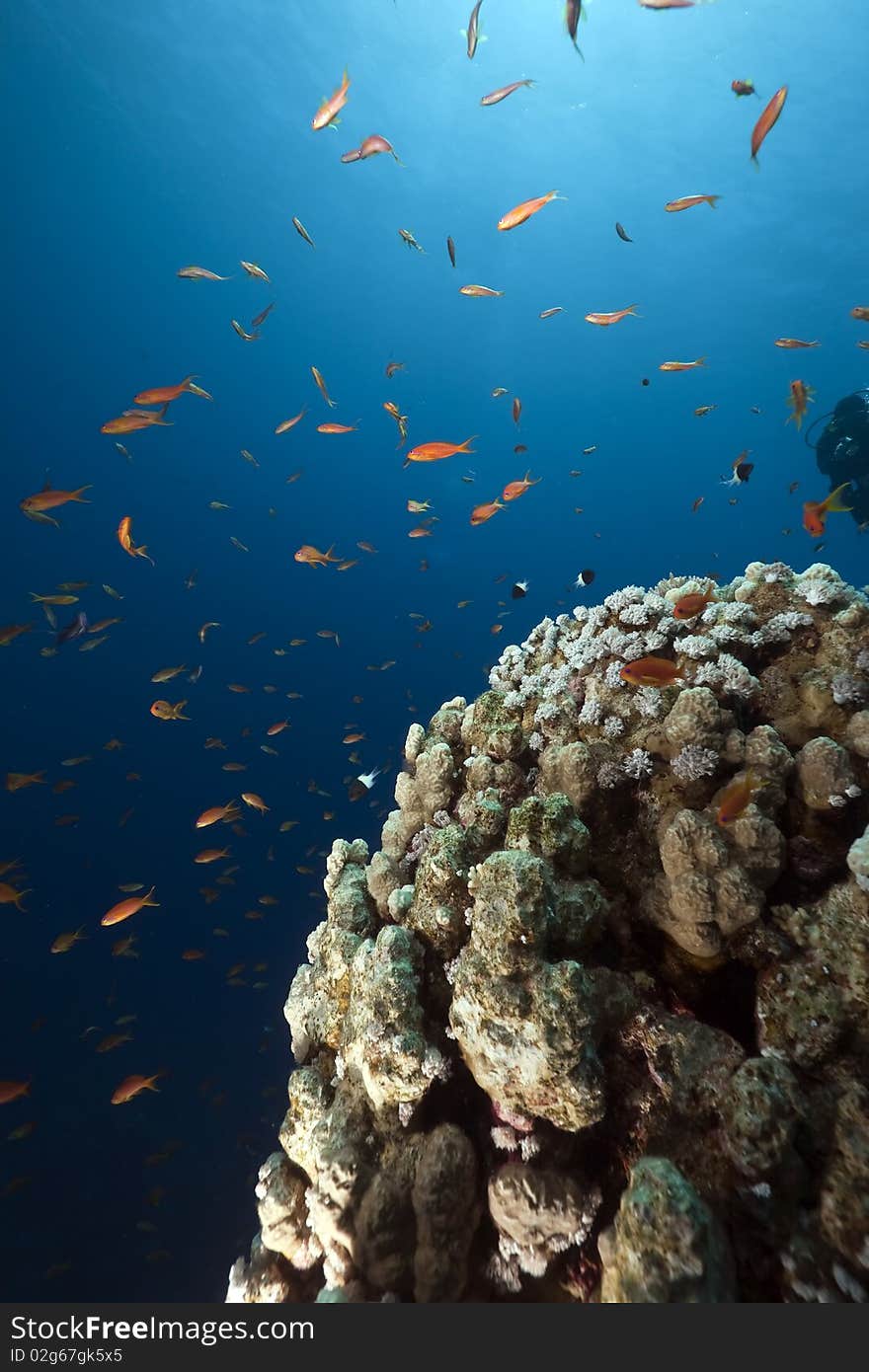 Ocean,coral and fish taken in the Red Sea. Ocean,coral and fish taken in the Red Sea.