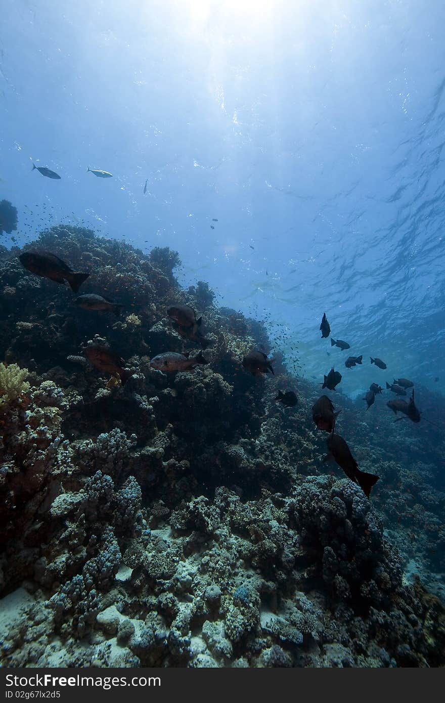 Ocean,coral and fish taken in the Red Sea. Ocean,coral and fish taken in the Red Sea.