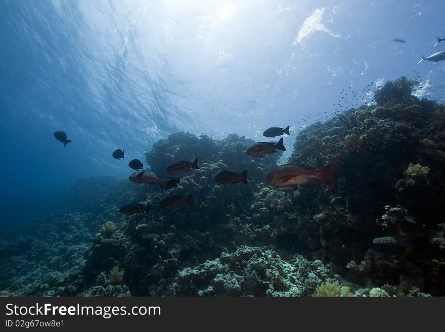 Ocean,coral and fish taken in the Red Sea. Ocean,coral and fish taken in the Red Sea.