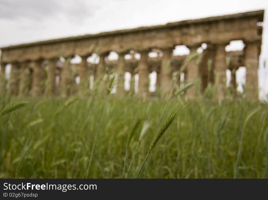 Grass and ears growing in front of Demeter's Temple. Paestum, Italy. Grass and ears growing in front of Demeter's Temple. Paestum, Italy