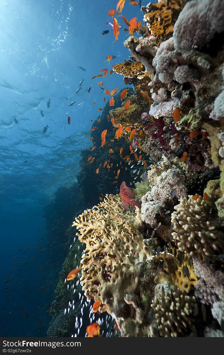 Ocean,coral and fish taken in the Red Sea. Ocean,coral and fish taken in the Red Sea.