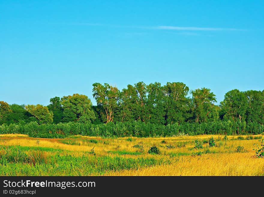 Forest beyond the field