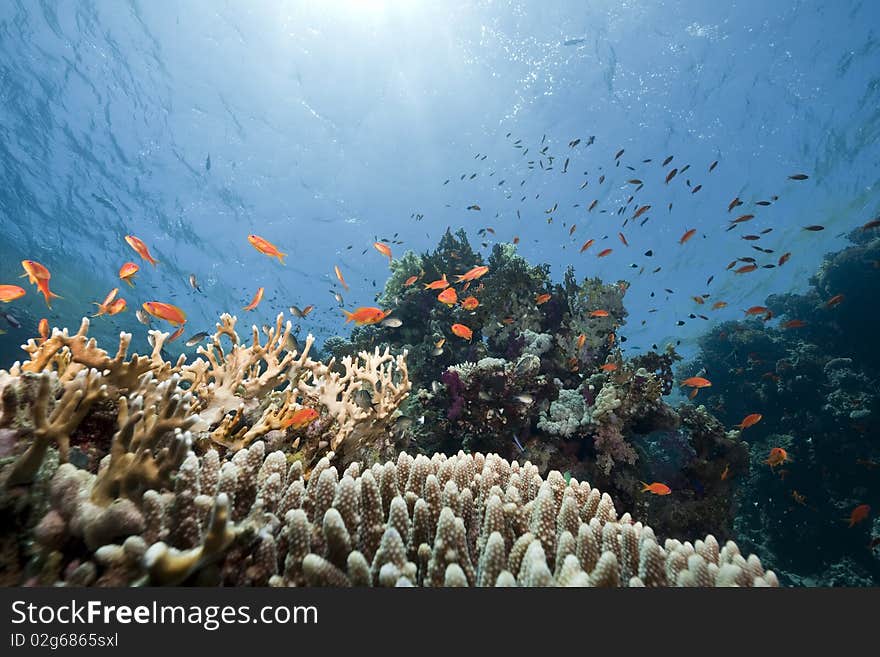 Ocean,coral and fish taken in the Red Sea. Ocean,coral and fish taken in the Red Sea.