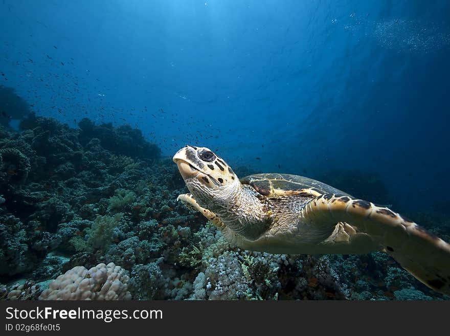 Hawksbill turtle and ocean taken in the Red Sea.