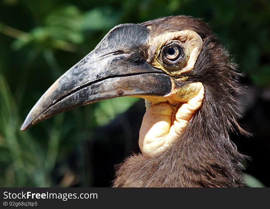 Hornbill