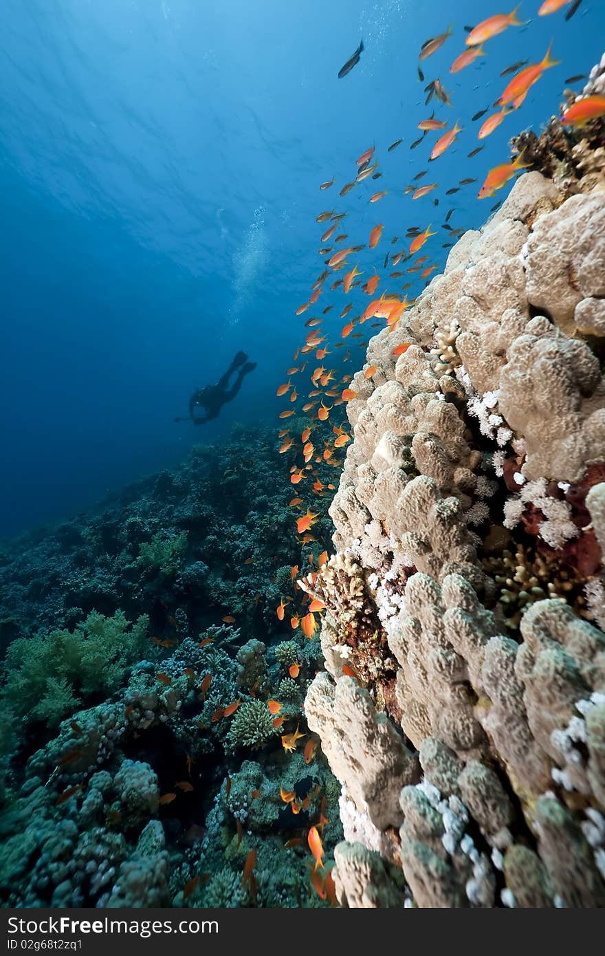 Ocean,coral and fish taken in the Red Sea. Ocean,coral and fish taken in the Red Sea.