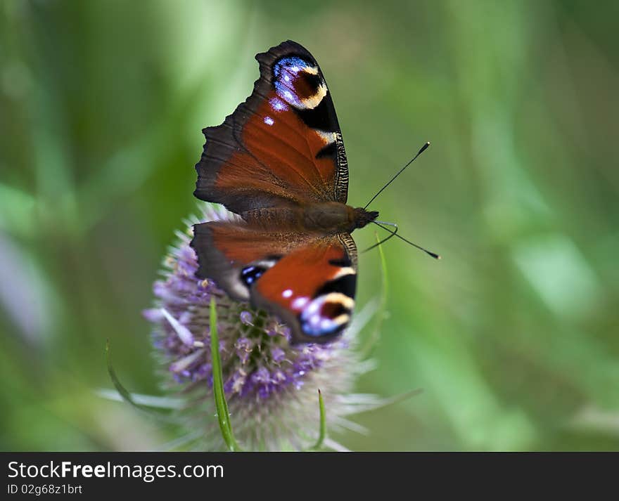 Close-up Of A Peacock Butterfly On A Teasel