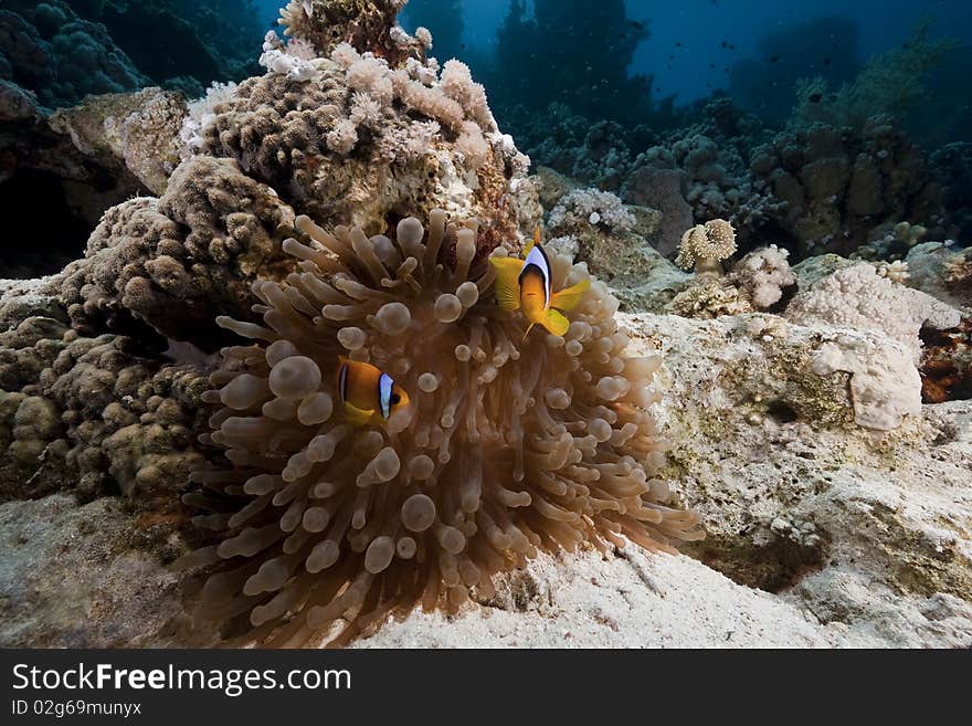 Anemonefish and anemone taken in the Red Sea. Anemonefish and anemone taken in the Red Sea.