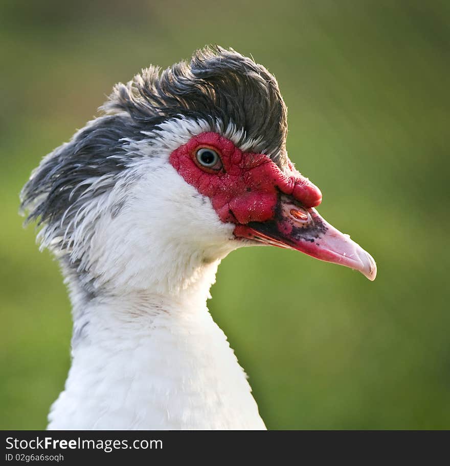 Muscovy