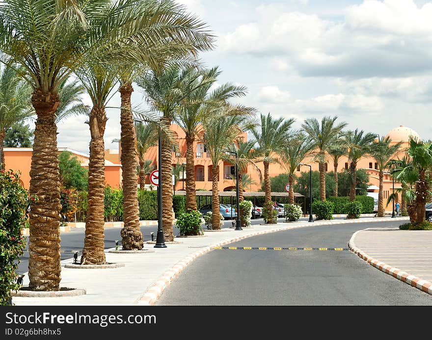 Palm alley along the road