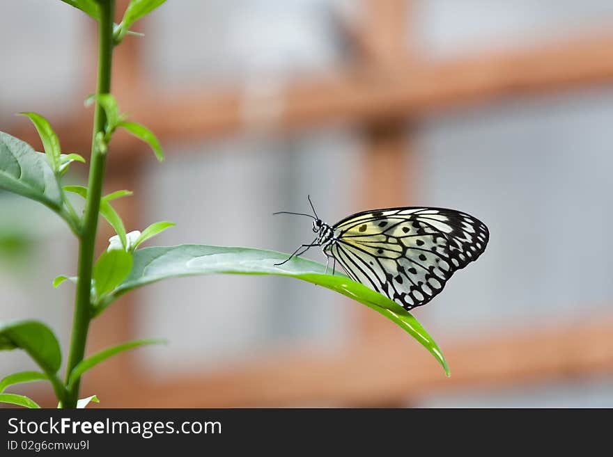 Butterfly on a leaf