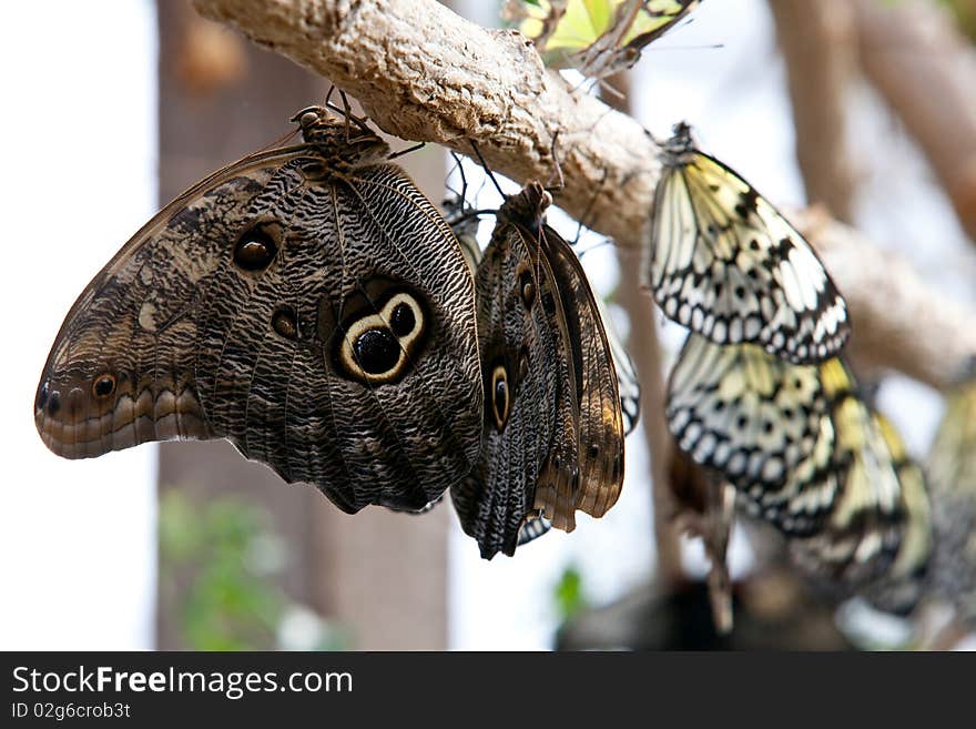 Moths and butterflies on the branch of a tree in the garden. Moths and butterflies on the branch of a tree in the garden