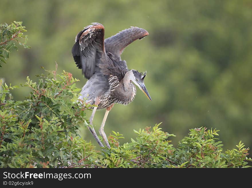 Young Great Blue Heron