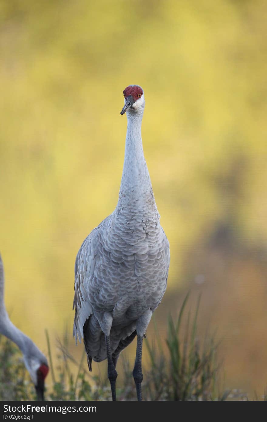 An adult Sandhill Crane at the Venice Rookery in Venice, Florida.