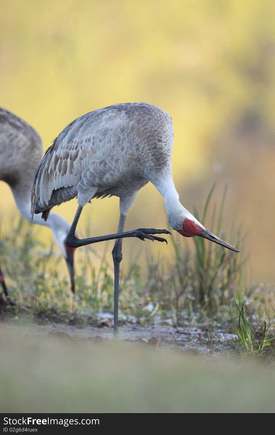 An adult Sandhill Crane scratching its head at the Venice Rookery in Venice, Florida.