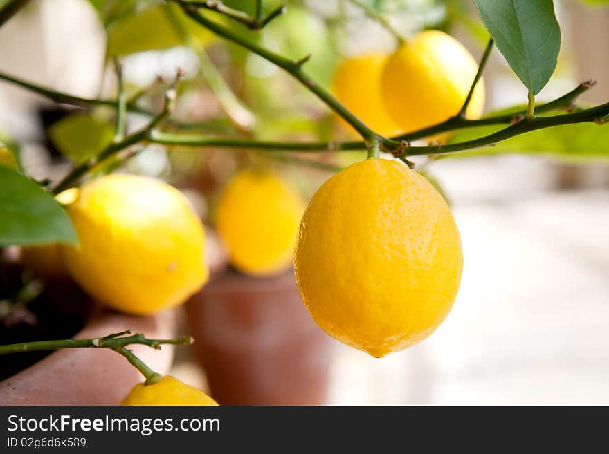 A number of lemons on a lemon tree.  Differential focus on the front lemon. A number of lemons on a lemon tree.  Differential focus on the front lemon.