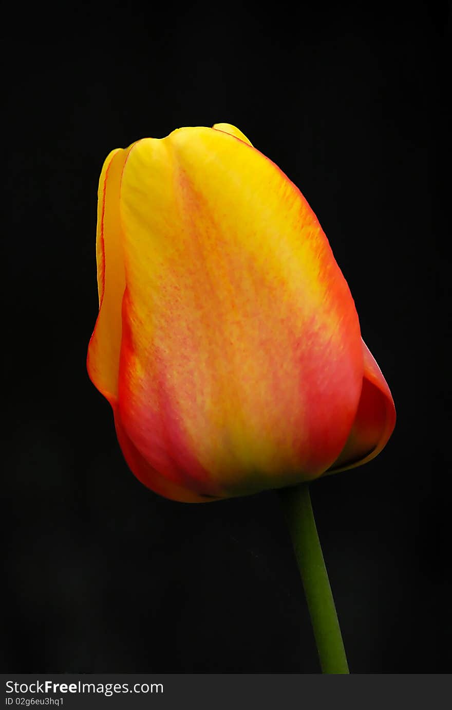 Close up of beautify tulip opposite black background. Close up of beautify tulip opposite black background