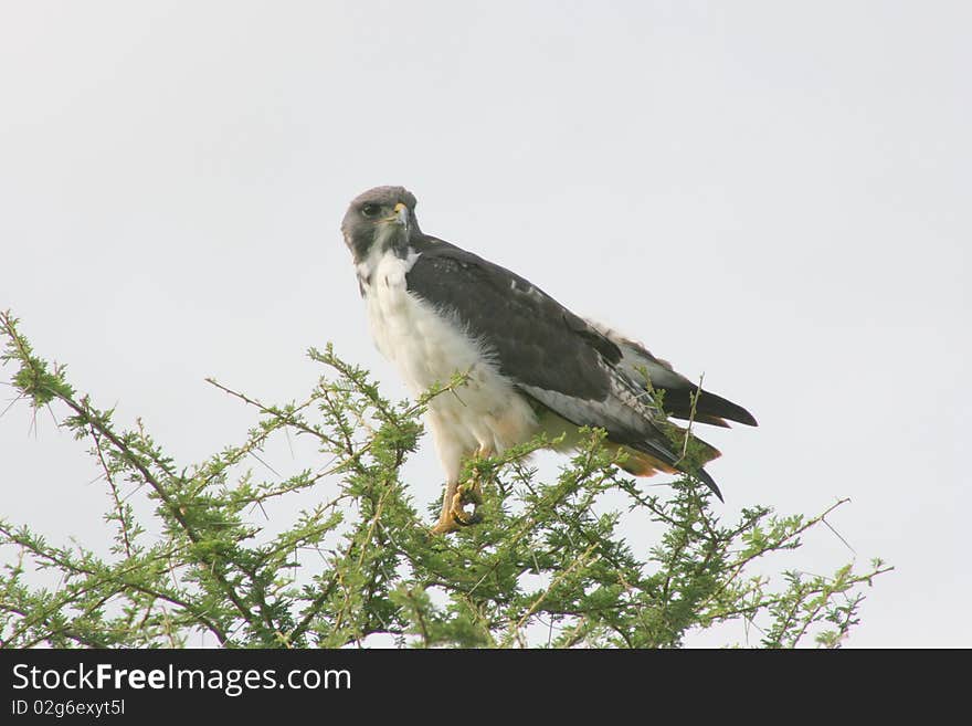 Africa Tanzania safari Lake Manyara bird of prey. Africa Tanzania safari Lake Manyara bird of prey