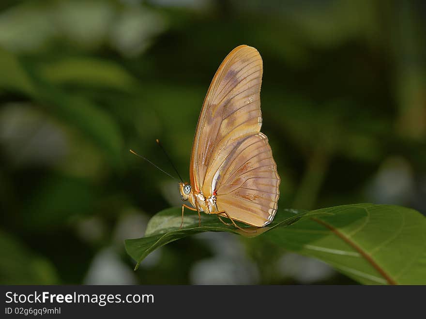 Butterfly on Flower