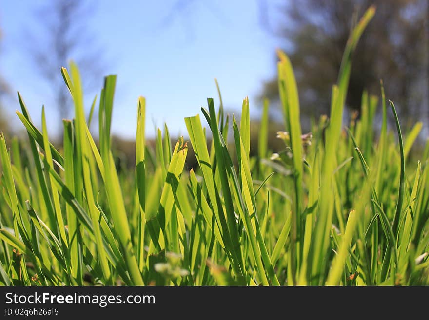 Closeup of grass in a field