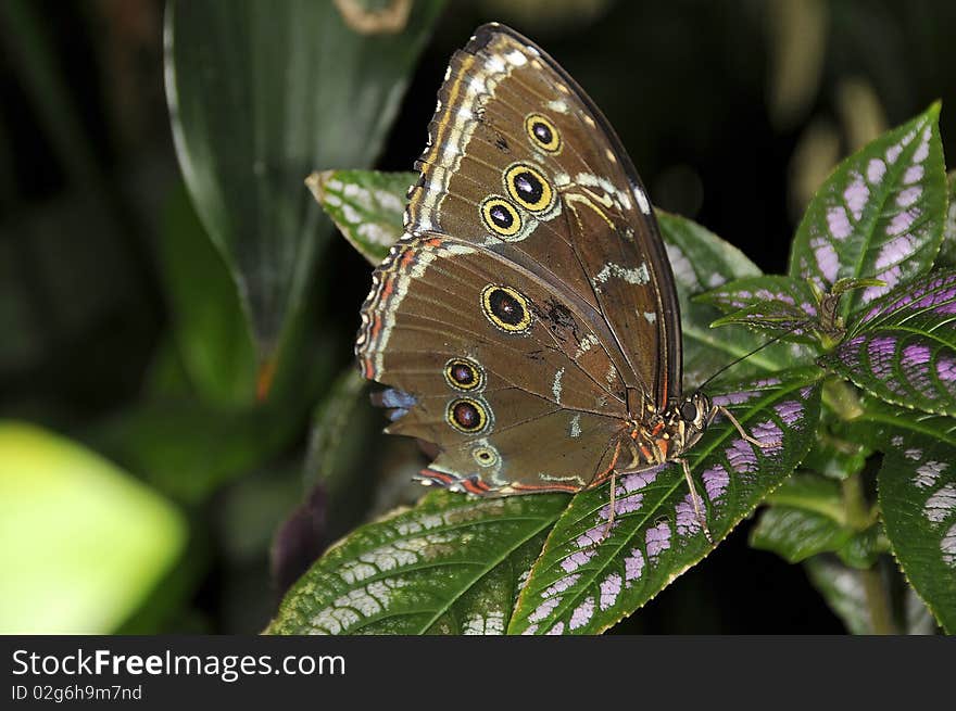 Butterfly on Flower