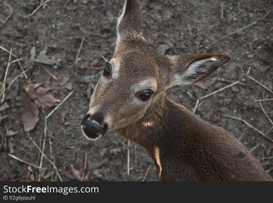 Whitetail deer with its head turned towards the camera.