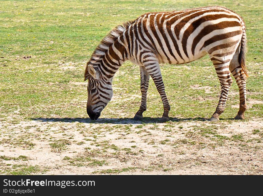 Zebra foraging on the grass.