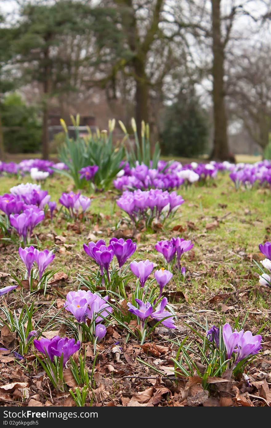 Crocus field