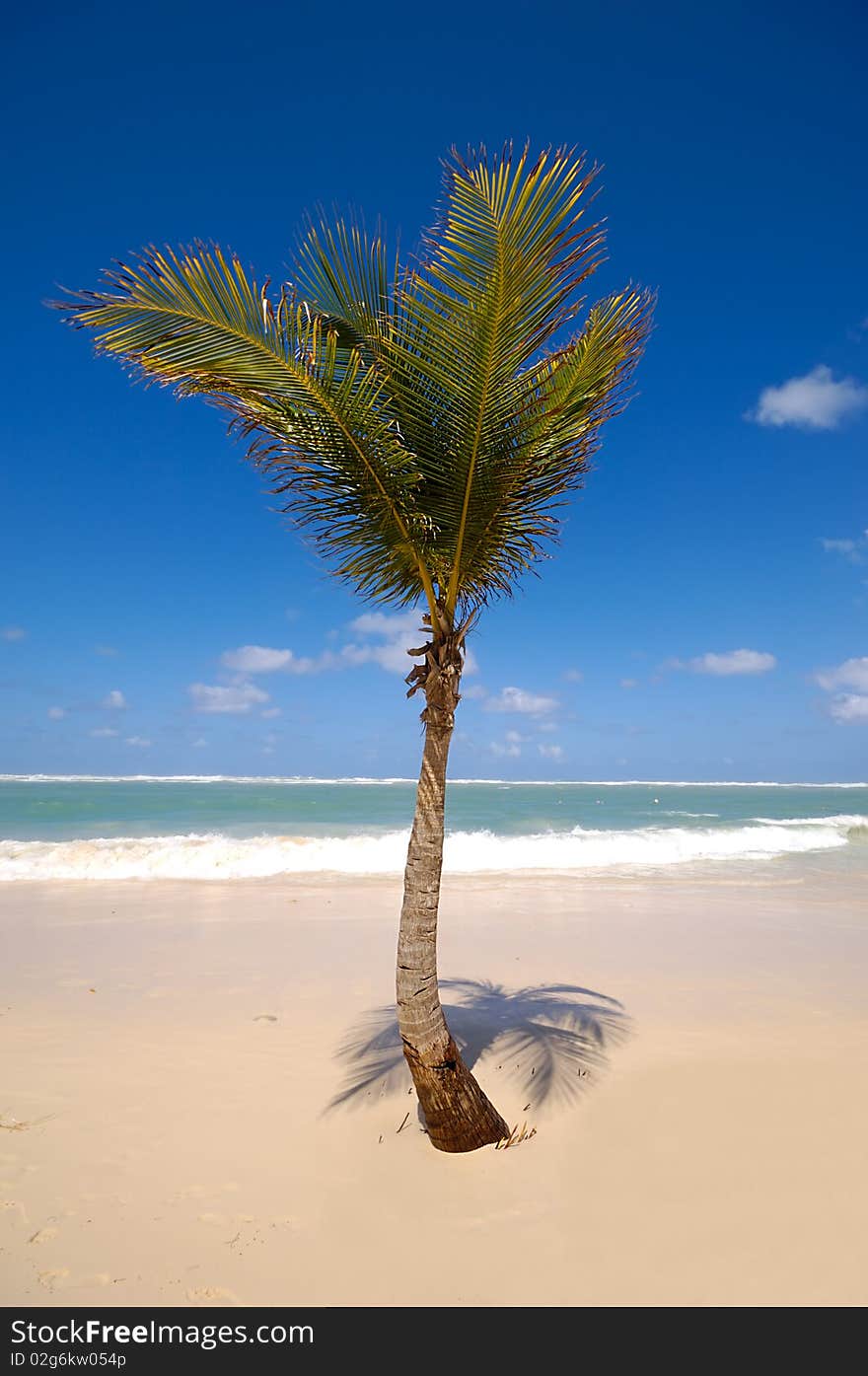 A palm in the white sand at a exotic caribbean beach with the coast in the background. A palm in the white sand at a exotic caribbean beach with the coast in the background.