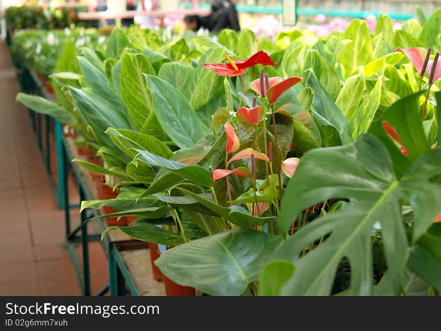 A view of flower seedlings and plants growing in a hothouse. A view of flower seedlings and plants growing in a hothouse.